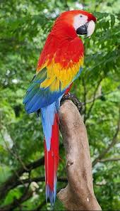 Tori Tori No Mi Model Macaw Rainforest Birds Parrot Tropical Birds