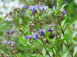 Image result for Rotheca myricoides