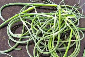 Daphne S Dandelions What To Do With A Garlic Scape Garlic Scapes Scape Recipe For Garlic Scapes