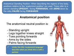 The anatomical position is the central concept behind all descriptions of location within the body. Anatomical Terms Anatomical Position All Descriptions Of The Body Start With The Assumption That The Body Is In The Anatomical Position Standing Face Ppt Download