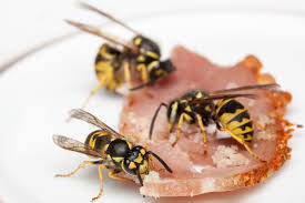 How To Identify European Wasps Agriculture And Food