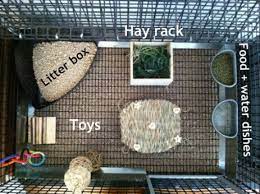 The moment you took the rabbit to its cage or. Before Even Bringing Home Your Rabbit You Should Set Up His Cage See Links Below For Housing Info Inside The Ca Pet Bunny Rabbits Pet Rabbit Care Pet Rabbit