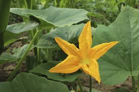 Female pumpkin flowers have a small bulge at the base of the bloom, which will only grow if. Pumpkin Vine Flowering How Can You Tell If Your Pumpkins Got Pollinated