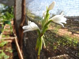 Image result for Satyrium kitimboense
