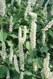 Image result for Justicia striata