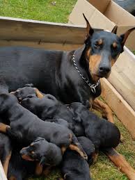 Feel free to browse hundreds of active classified puppy for sale listings, from dog breeders in pa and the surrounding areas. Akc Doberman Pups Blac And Rust Doberman Pinscher Puppy Doberman Doberman Pinscher Puppy For Sale