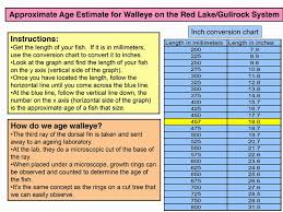 Wrights Camp Blog How To Tell How Old A Walleye Is