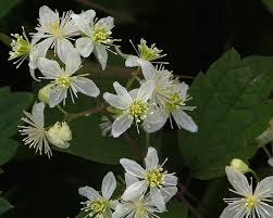 Check spelling or type a new query. Clematis Virginiana Devil S Darning Needles Italian Clematis Old Man S Beard Virgin S Bower Woodbine North Carolina Extension Gardener Plant Toolbox
