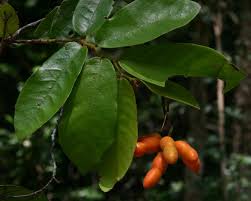 Image result for Monanthotaxis buchananii