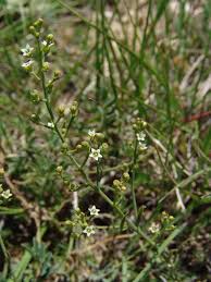 Image result for Thesium megalocarpum