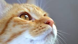 Unter dem medizinischen begriff obstipation versteht man eine chronische stuhlverstopfung des darms. Verstopfung Bei Katzen Das Hilft Tiergesund De