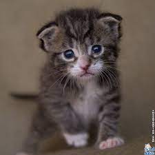 Download 1080×2280 wallpapers hd, beautiful and cool high quality background images collection for your device. The Cat Nation On Twitter Why So Sad Cats Kittens Https T Co 0tnzaekfie