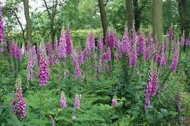 Made from 100% cotton twill with non flammable non toxic pvc liner. Plants For Shade Gardens Almost Perfect Landscaping