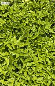 Image result for Cycnium jamesii