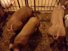 Check spelling or type a new query. 5 Best Farm Animals To Raise For Profit Family Farm Livestock