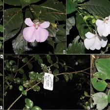 Image result for Erythrocephalum decipiens