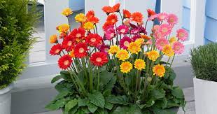 Did You Know Gerbera Is The Fifth Most Popular Flower In The World Plant Talk Nurserylive Wikipedia Most Popular Flowers Gerbera Fertilizer For Plants