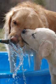 Mahamad Saad On Twitter In 2020 Pets Cute Dogs Animals