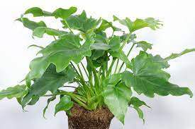 Philodendron selloum basic caring guidelines. Philodendron Bipinnatifidum Little Hope