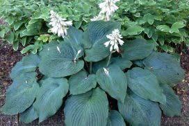 Hosta roots will grow out laterally, and they should have space to spread out before they hit the container wall. Humble Hosta Indiana Yard And Garden Purdue Consumer Horticulturepurdue University Indiana Yard And Garden Purdue Consumer Horticulture