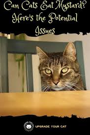 Cats can eat salmon skin if you want to share your leftovers. Can Cats Eat Mustard Potential Risks Upgrade Your Cat Cats Cat Health Eat