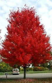 8 Best Autumn Blaze Maple Images Autumn Blaze Maple Red