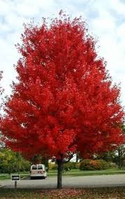 8 best autumn blaze maple images autumn blaze maple red