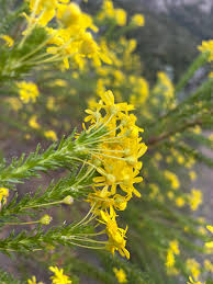 Image result for Euryops virgineus