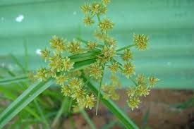 Image result for Cyperus difformis