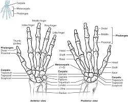 What are the parts of the hand? 8 2 Bones Of The Upper Limb Anatomy Physiology