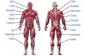 In the diagrams below, when you see muscle names that are the same color, it means they are an antagonistic pair and should not be both drawn bulging at the same time. Muscle Anatomy Human Anatomy Chart