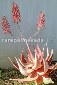 Image result for Aloe bukobana