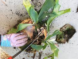 We did not find results for: Diy Staghorn Fern Mounting Gardening Solutions University Of Florida Institute Of Food And Agricultural Sciences