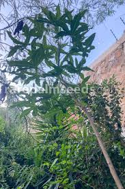 Image result for Cussonia corbisieri