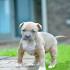 PuppyFind | Pitbull Puppies for Sale