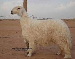 صور غنم صور خروف معلومات عن الخرفان والأغنام animals english language sheep