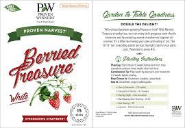 Strain into a large pitcher to remove seeds. Berried Treasure White Strawberry Fragaria Ananassa Proven Winners