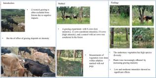 Image result for Gutenbergia trifolia