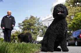 The white house trails. bo was also illustrated on the cover of barack obama's 2010 book of thee i sing: Presidential Pups Bo And Sunny Have Official White House Schedules Pbs Newshour