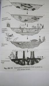 The cells in our bodies collectively carry out all of the functions necessary for us to stay alive. Which Of The Following Is Not A Characteristic Of Living Things