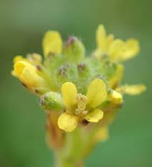 Image result for Sisymbrium burchellii