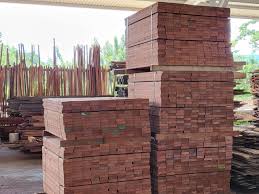 Image result for Dialium holtzii