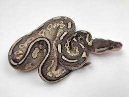 Check spelling or type a new query. Butter Cinnamon Gravel Morph List World Of Ball Pythons