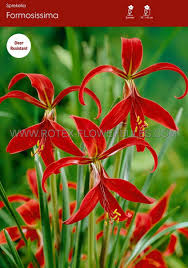 Image result for Sprekelia