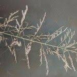 Image result for Eragrostis cylindriflora
