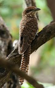 Small Birds With Long Tail Feathers Long Tailed Cuckoo New Zealand Birds Online Birds Bird Pictures Australian Birds