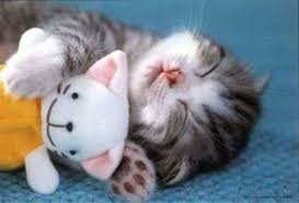 Hasil gambar untuk gambar lucu kucing