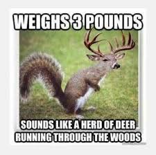 Squirrel Deer Hunting Humor Hunting Memes Hunting Humor