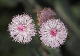 Image result for Emilia limosa