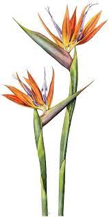 Bird Of Paradise Flower Strelitzia Reginae By Lynne Henderson Bird Watercolor Paintings Bird Of Paradise Tattoo Birds Of Paradise Flower